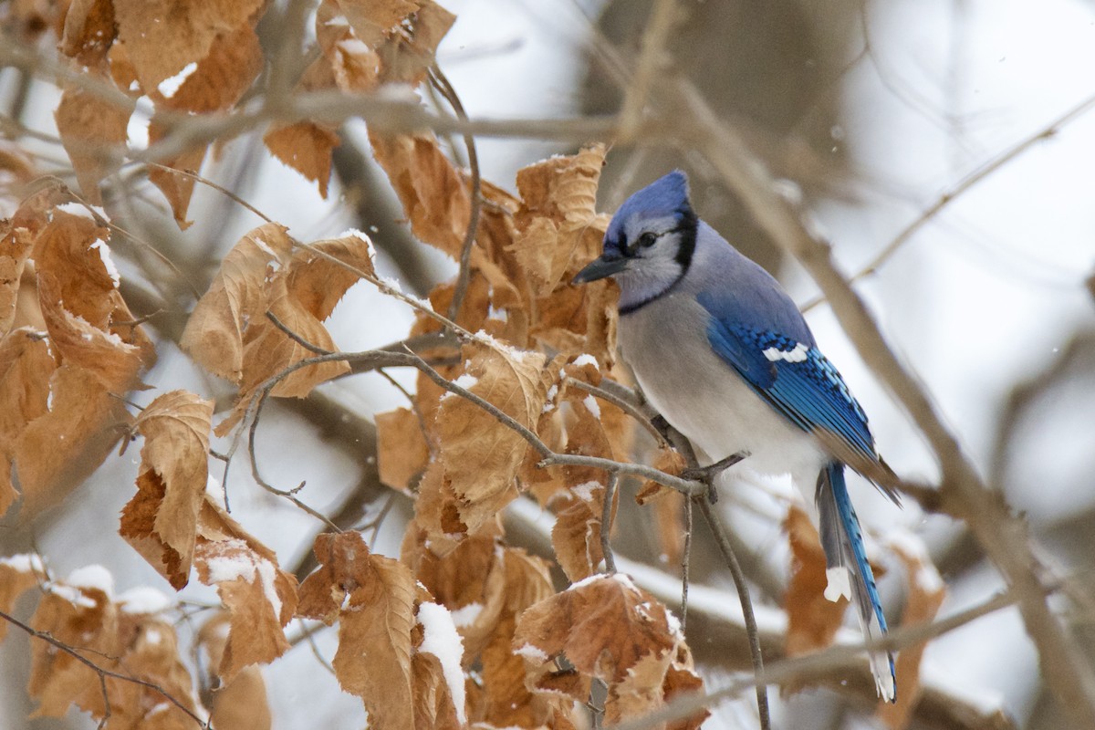 Blue Jay - ML646467703