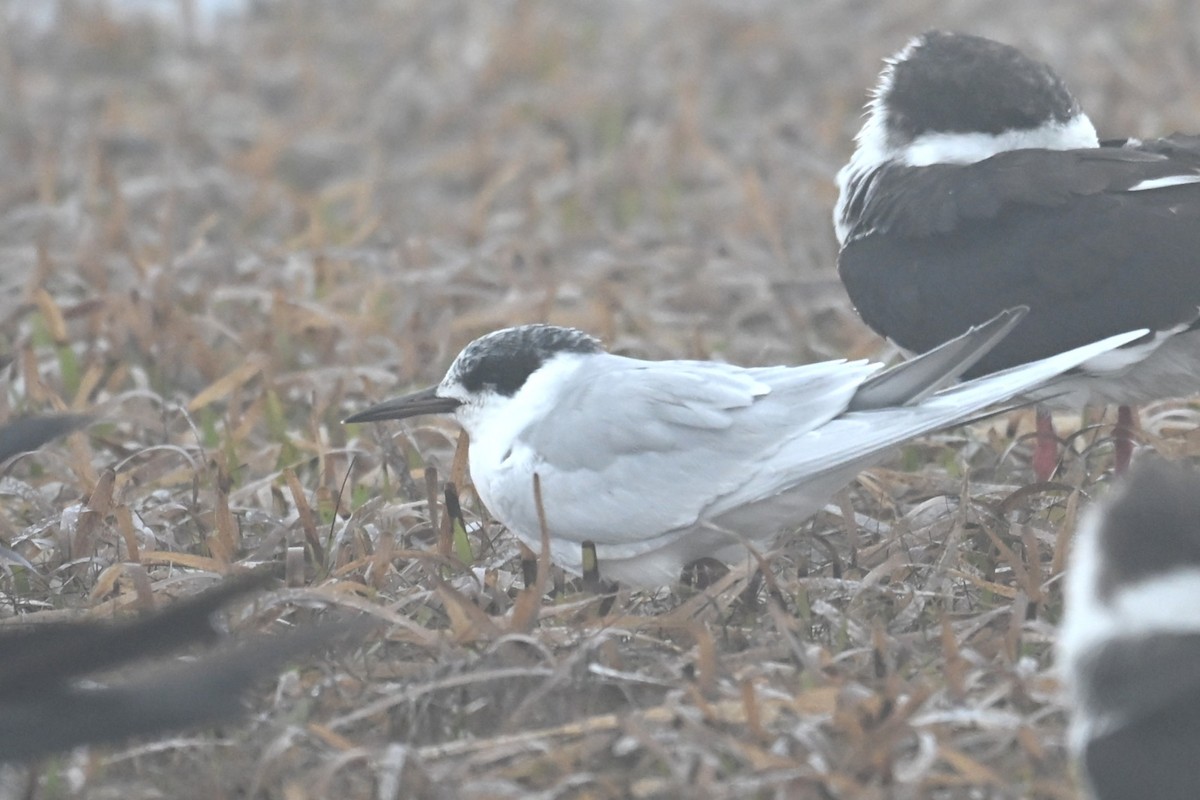 Forster's Tern - ML646467705