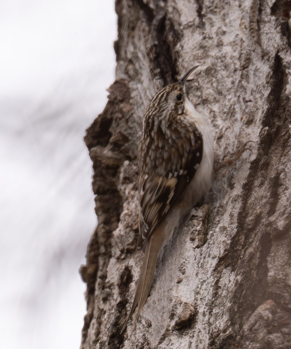 アメリカキバシリ - ML646467706