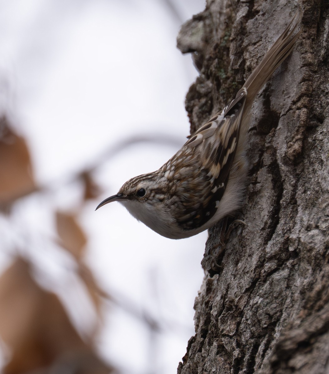 アメリカキバシリ - ML646467707