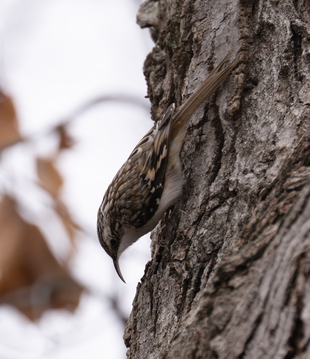 アメリカキバシリ - ML646467708