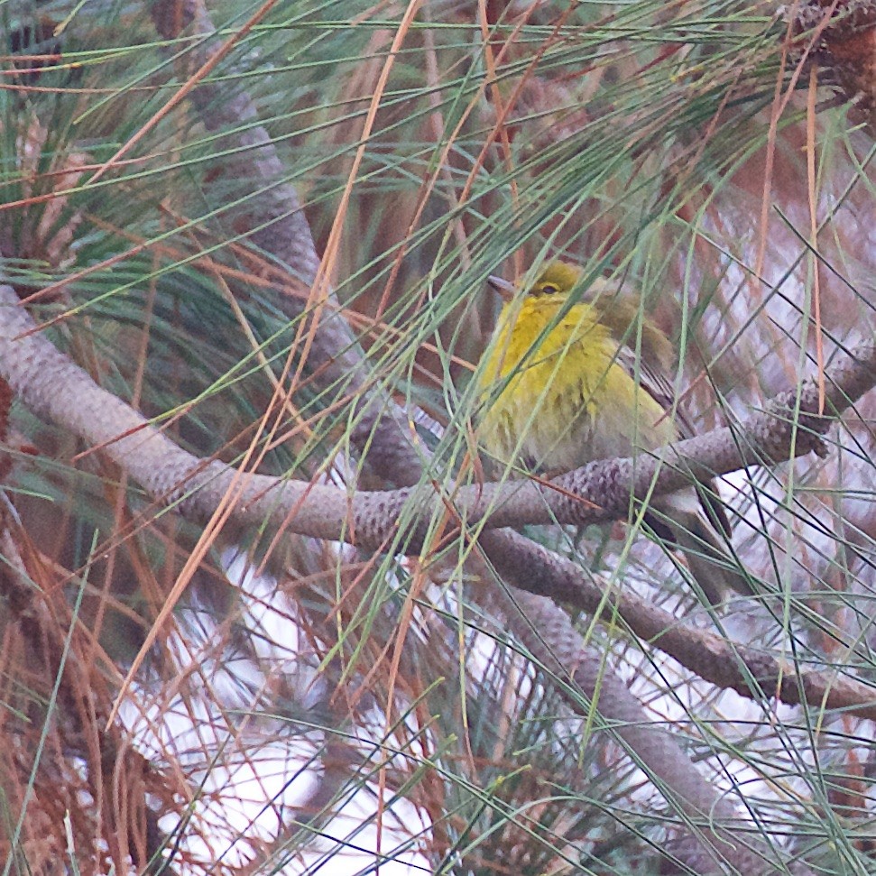 Çam Ötleğeni - ML646467709