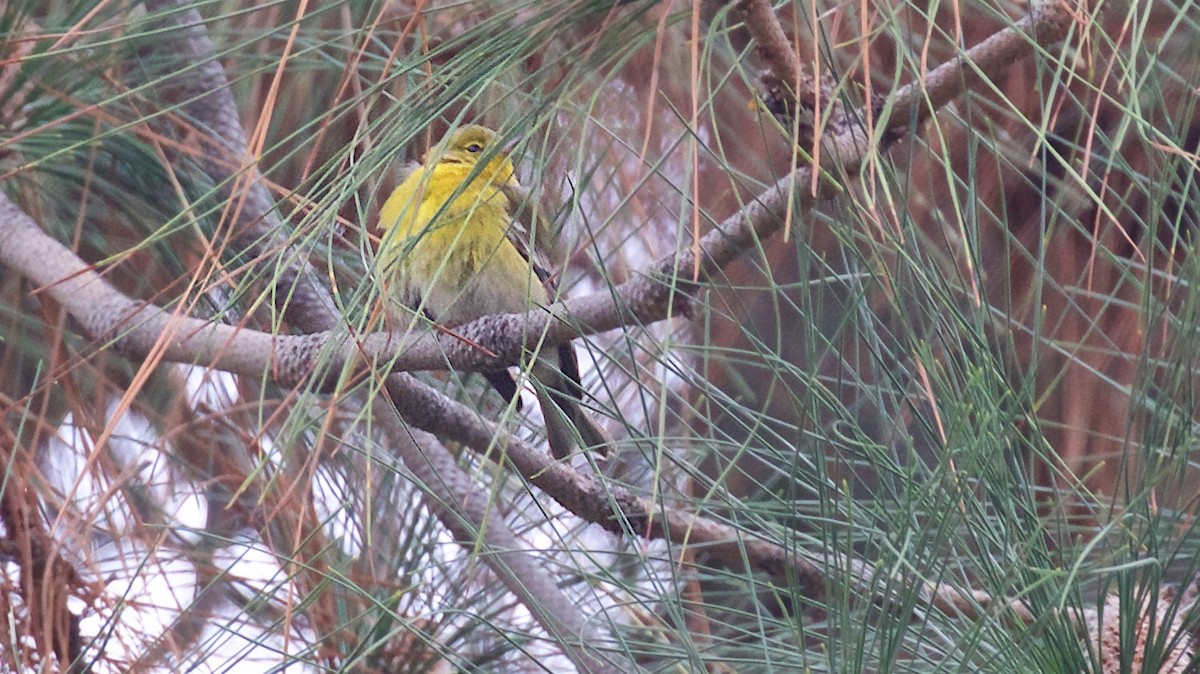 Çam Ötleğeni - ML646467710