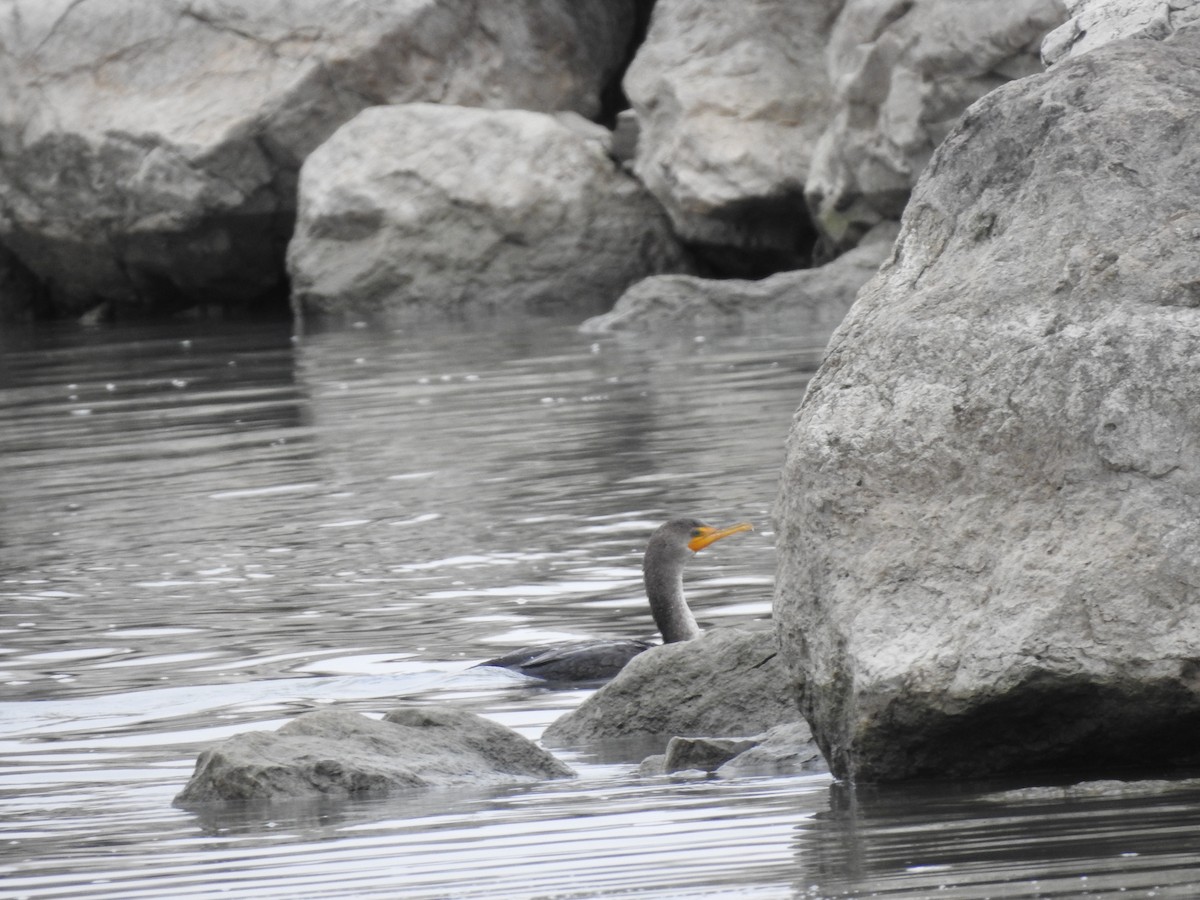 Double-crested Cormorant - ML646467714