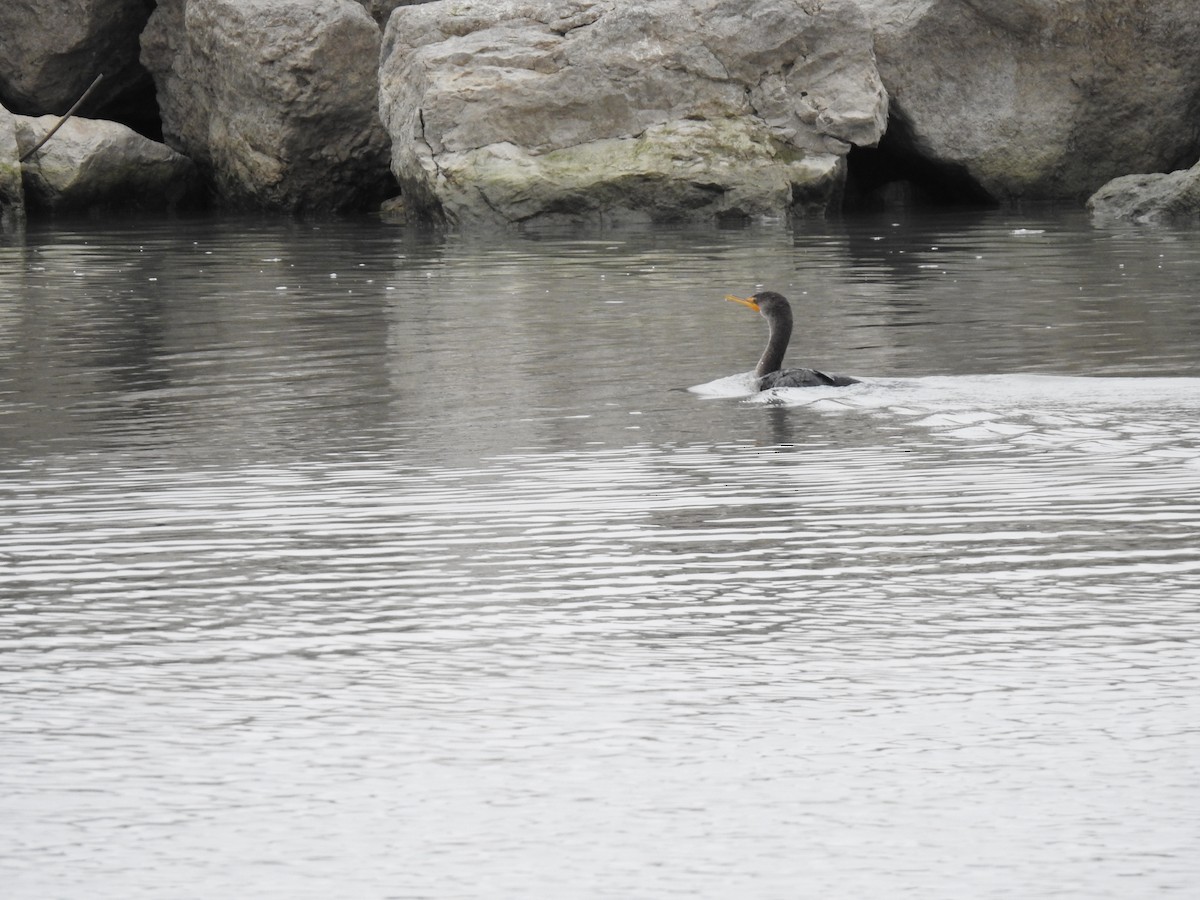 Double-crested Cormorant - ML646467716