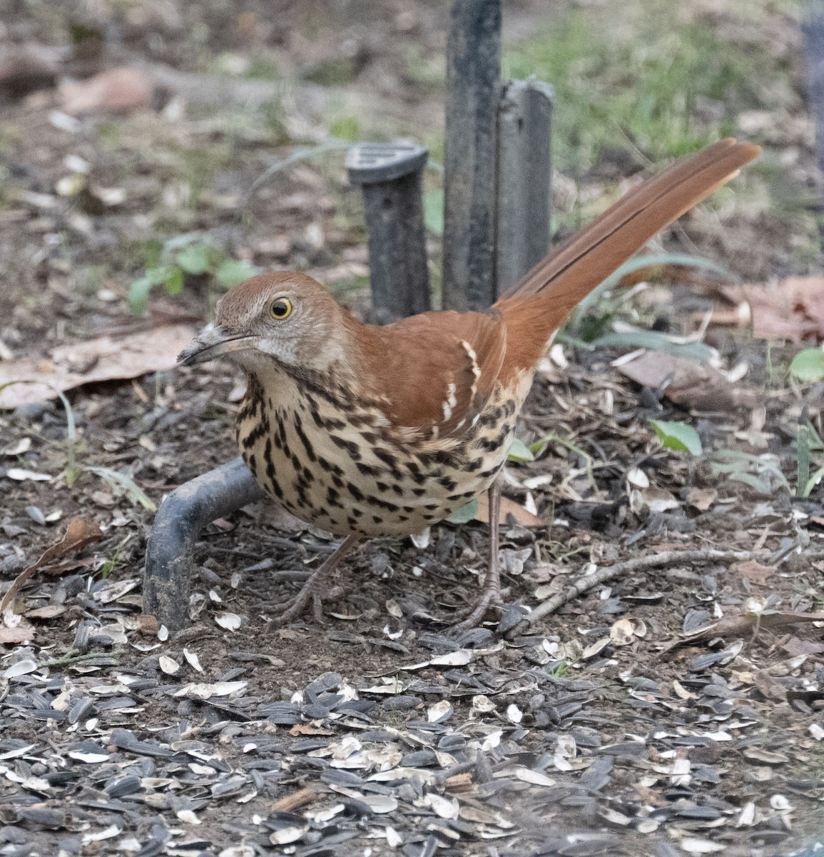 Kahverengi Çöpçü - ML646467719