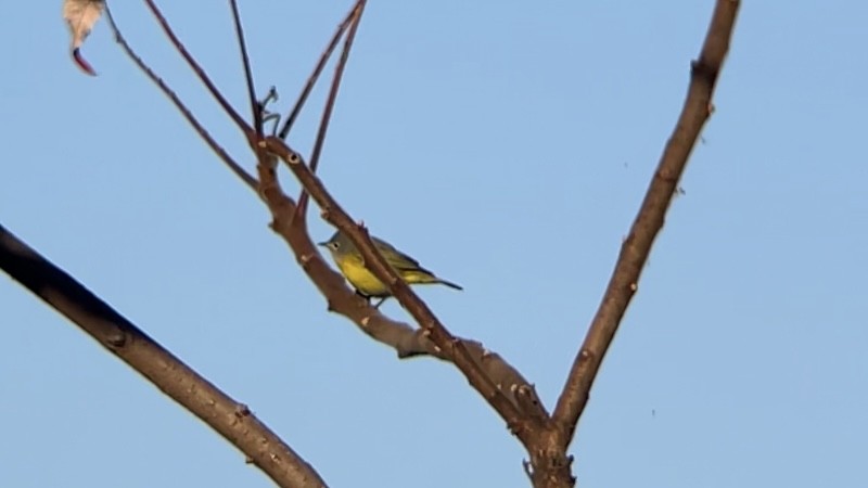 lesňáček rezavokorunkatý - ML646467721