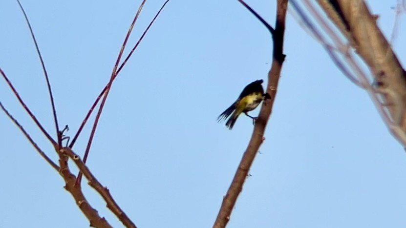 lesňáček rezavokorunkatý - ML646467722