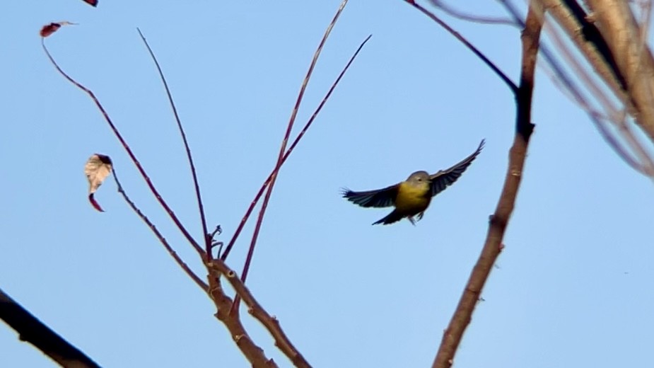 lesňáček rezavokorunkatý - ML646467723