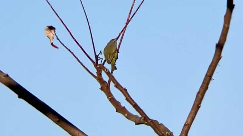 lesňáček rezavokorunkatý - ML646467724