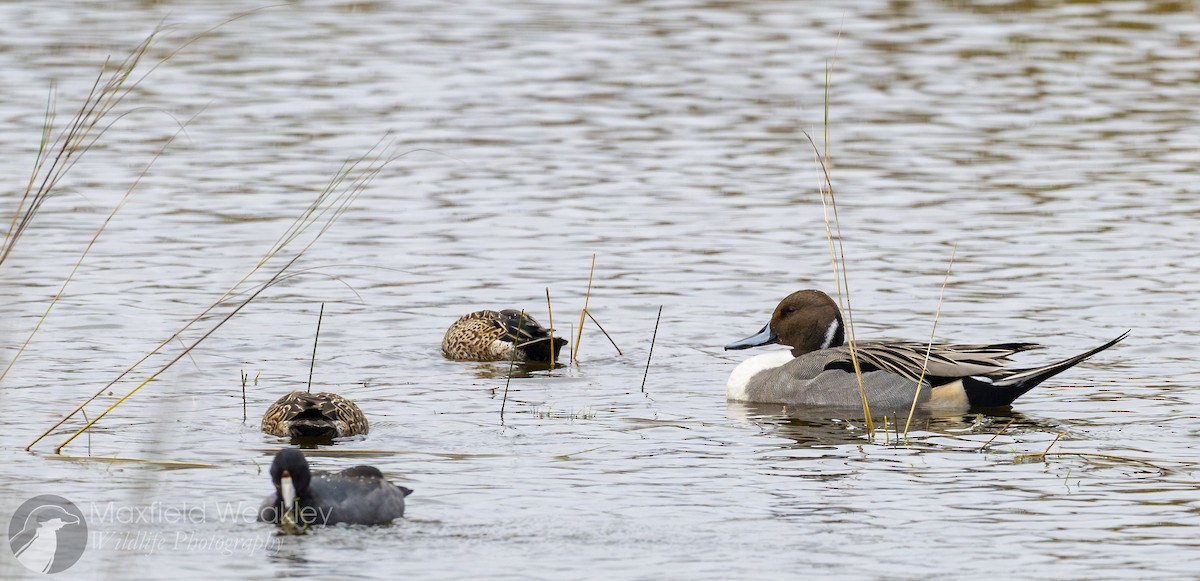 Шовтгор алаг нугас - ML646467725