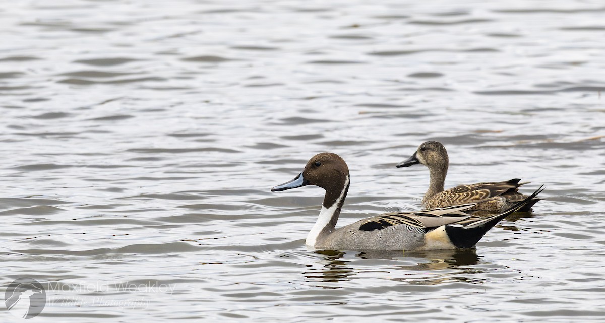 Шовтгор алаг нугас - ML646467726