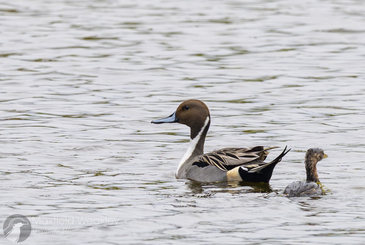 Шовтгор алаг нугас - ML646467727