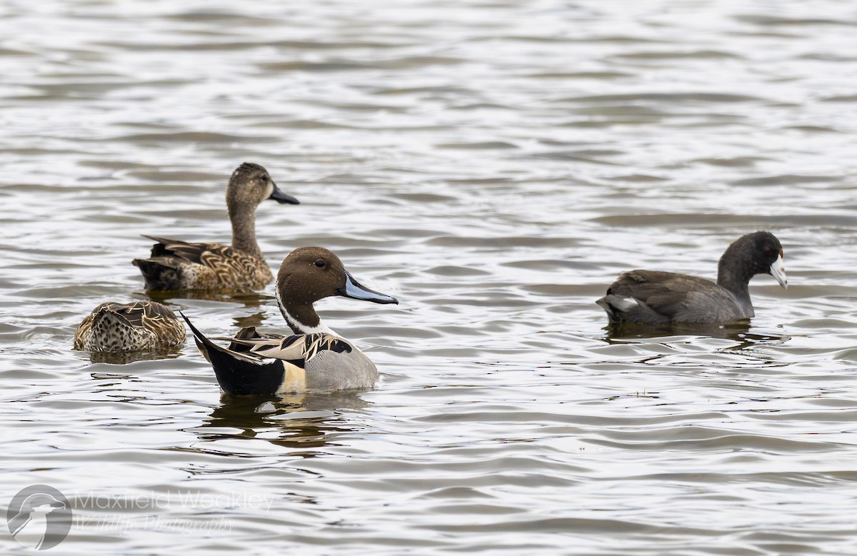 Шовтгор алаг нугас - ML646467728