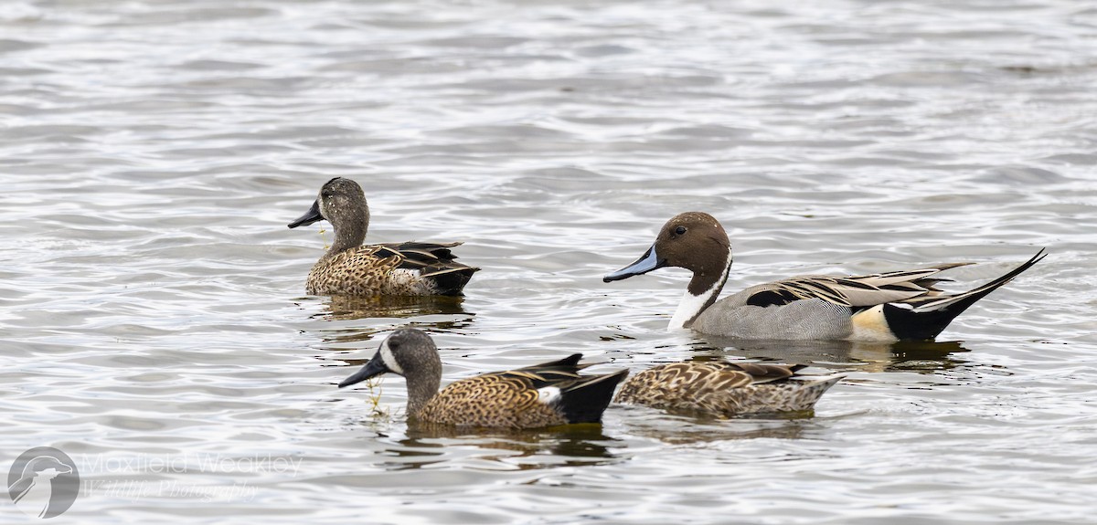 Шовтгор алаг нугас - ML646467729
