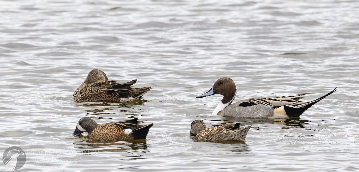 Шовтгор алаг нугас - ML646467730