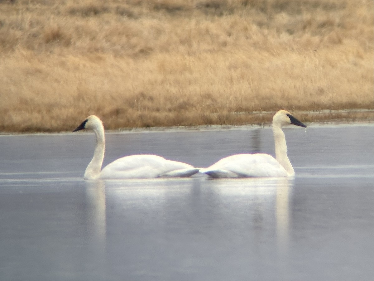 Trumpeter Swan - ML646467736