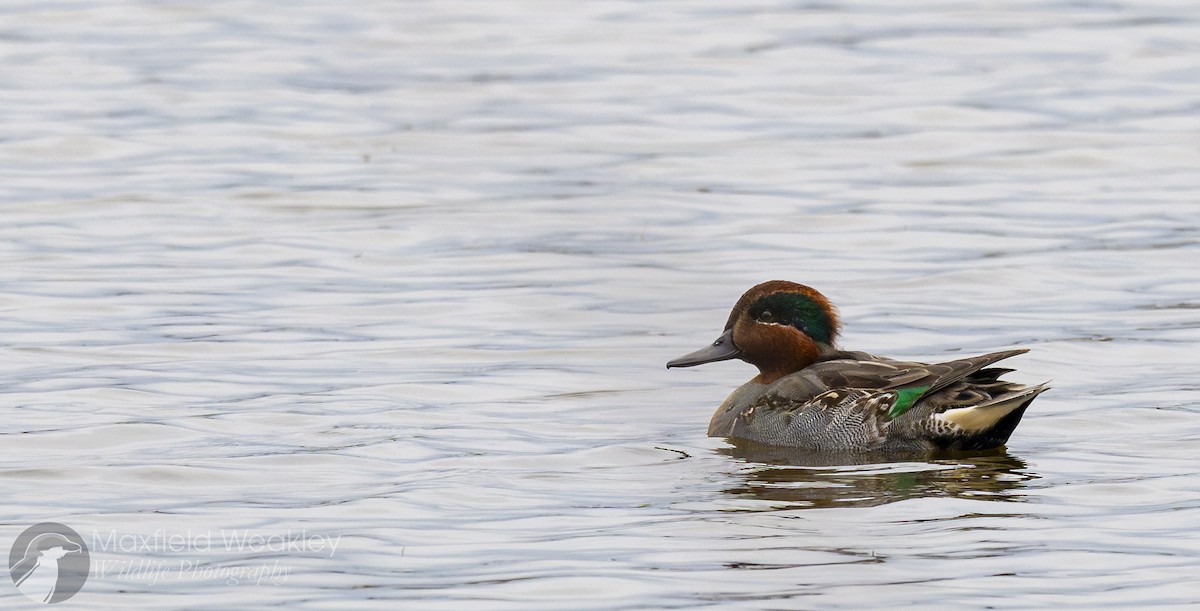 Green-winged Teal (American) - ML646467737