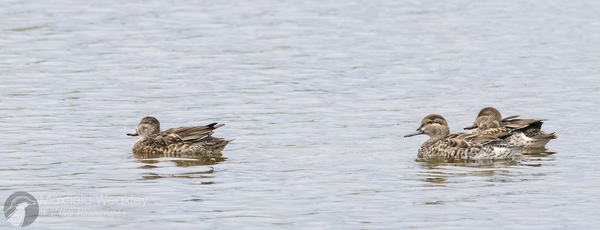 Green-winged Teal (American) - ML646467738