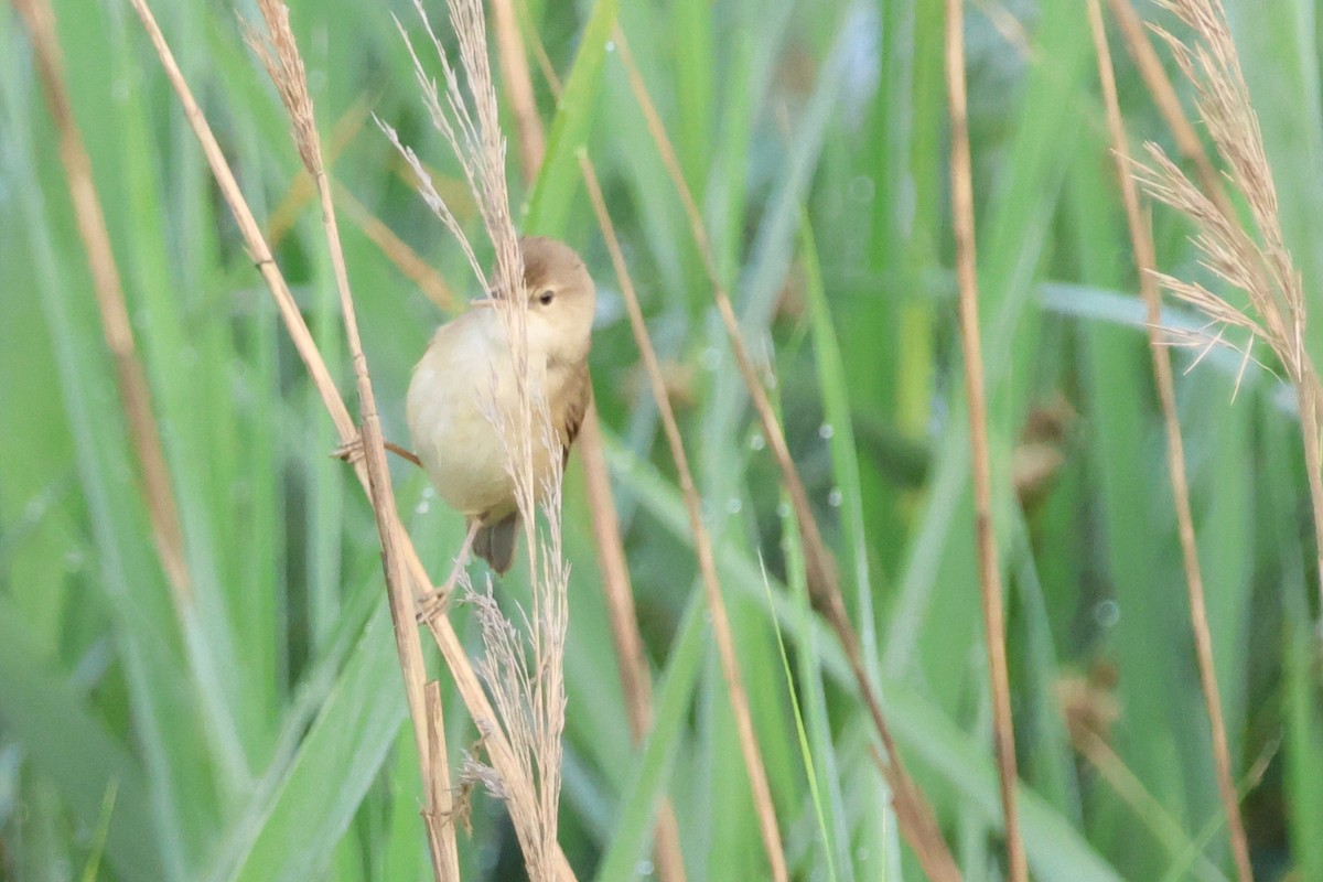 ヨーロッパヨシキリ（scirpaceus） - ML646467739