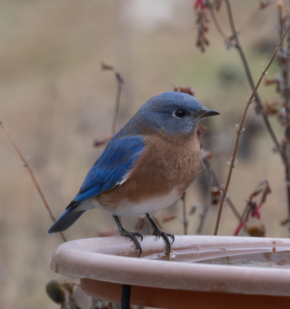 ルリツグミ - ML646467740