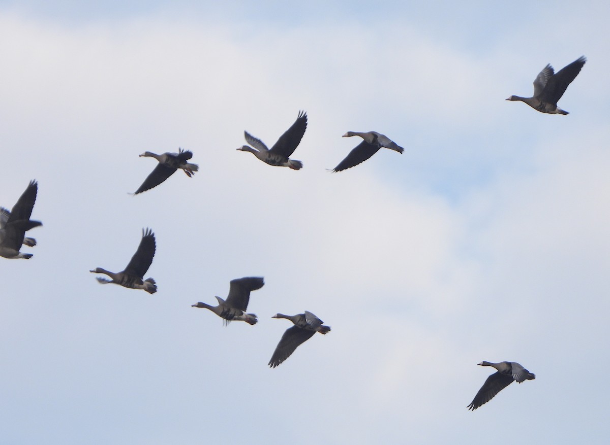 husa běločelá - ML646467741