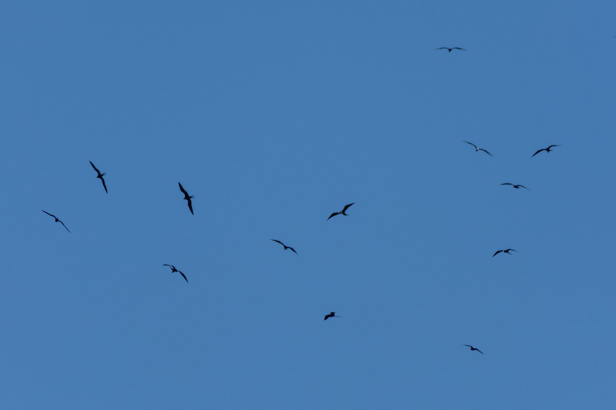 Magnificent Frigatebird - ML646467743