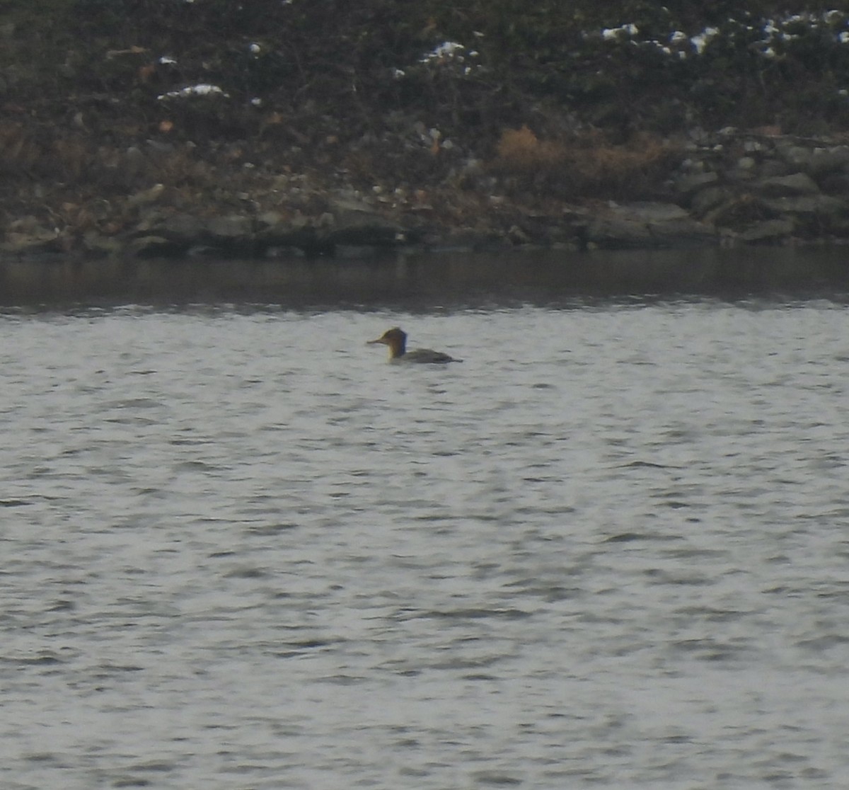 Serreta Mediana - ML646467750