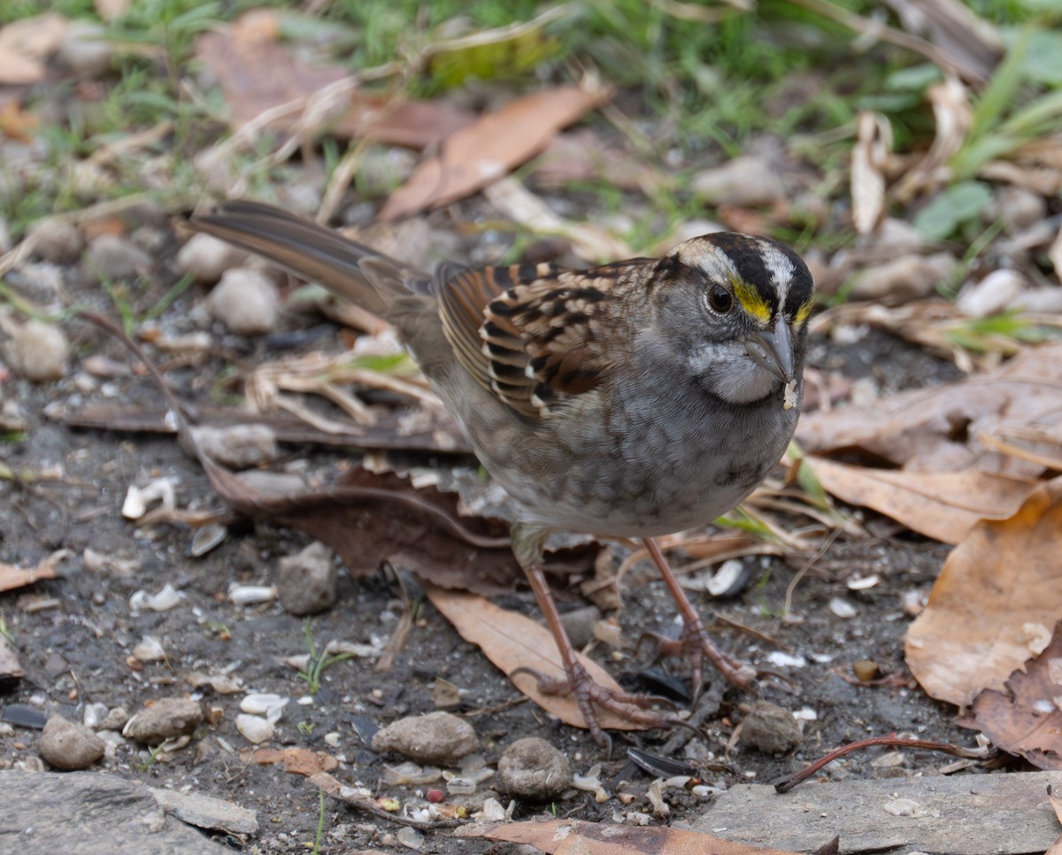 ノドジロシトド - ML646467751