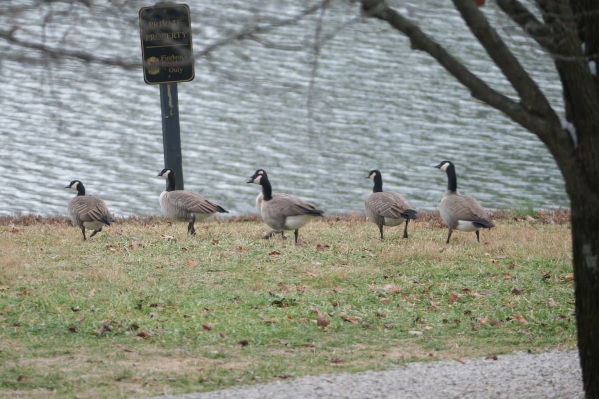 berneška malá - ML646467752