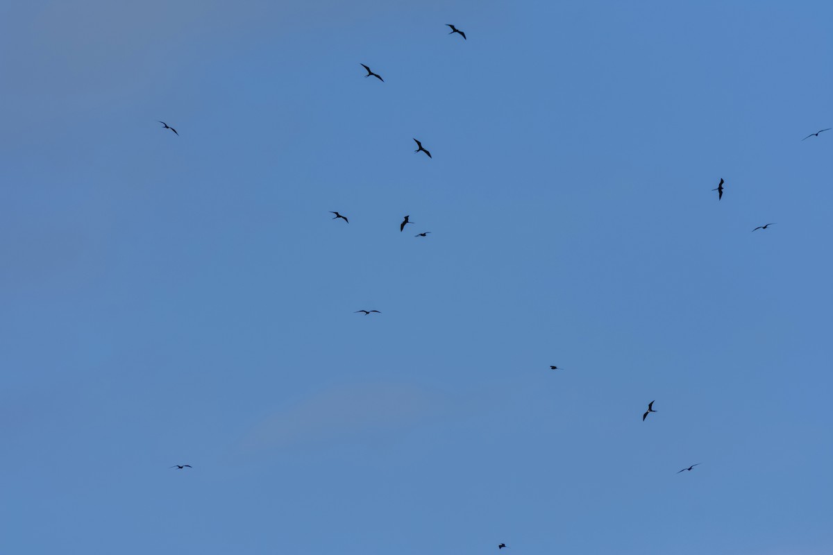 Magnificent Frigatebird - ML646467753