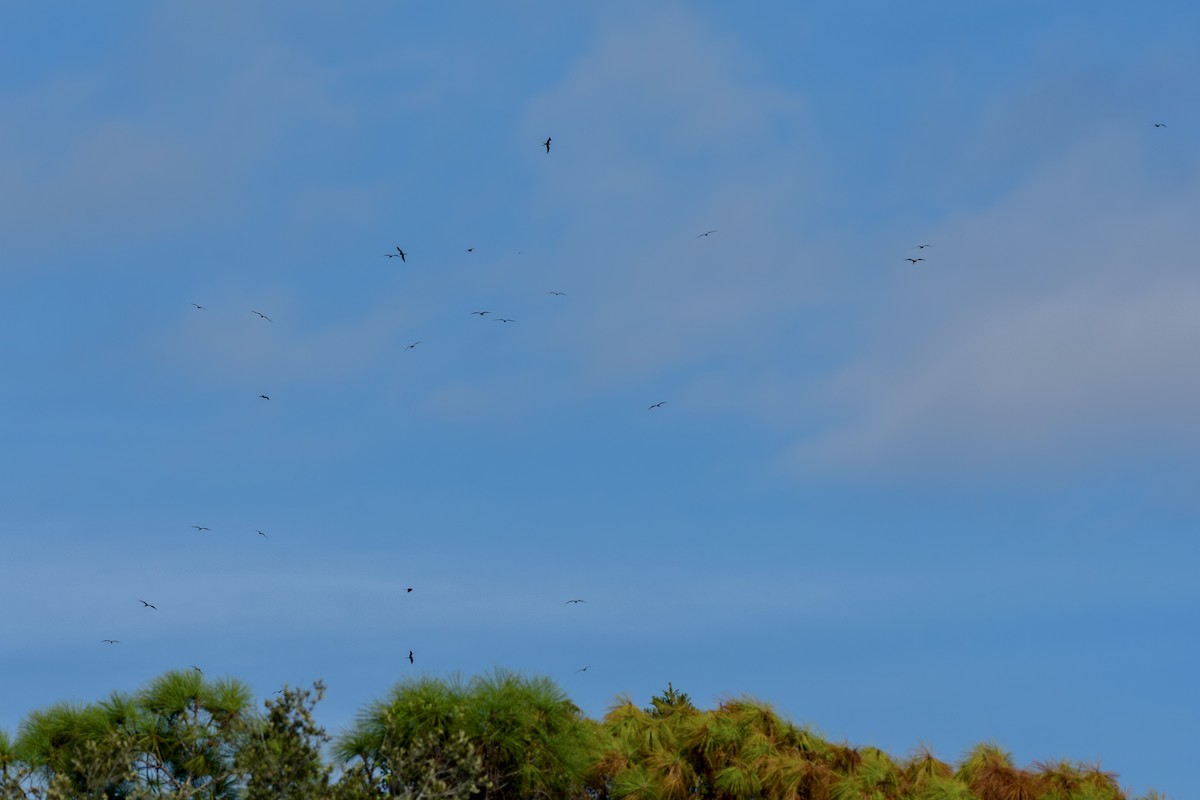Magnificent Frigatebird - ML646467754