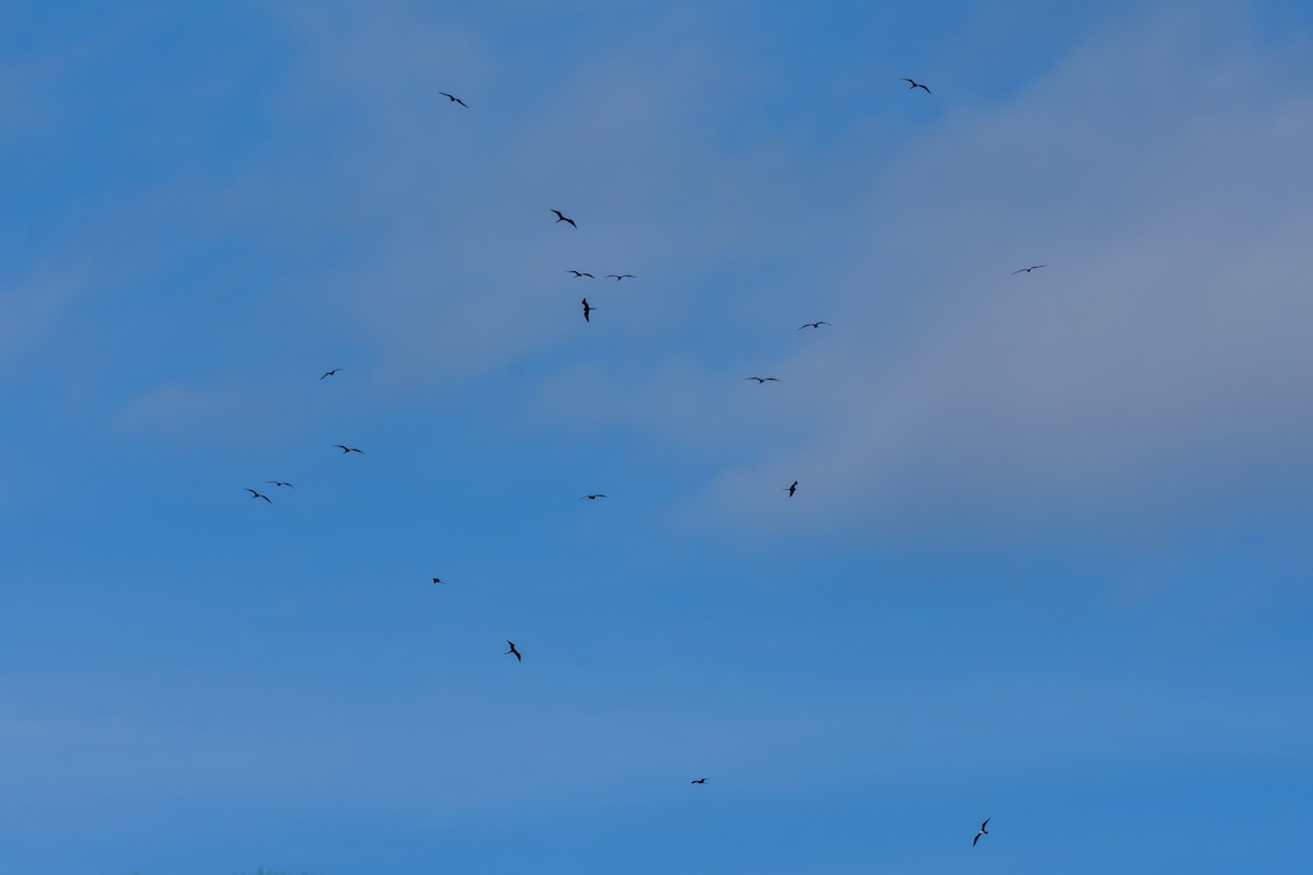 Magnificent Frigatebird - ML646467755