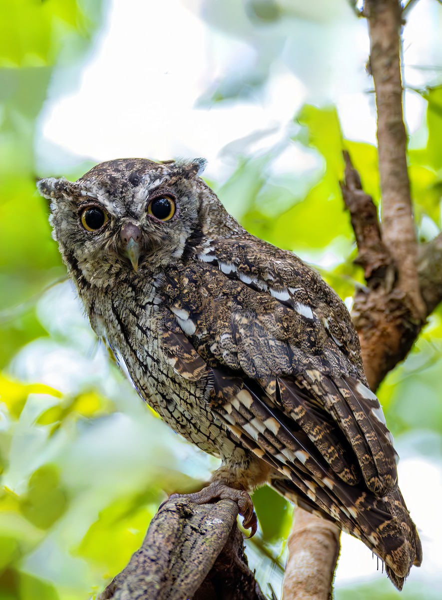 Tropical Screech-Owl - ML646467756