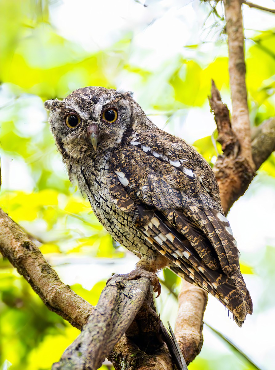Tropical Screech-Owl - ML646467759
