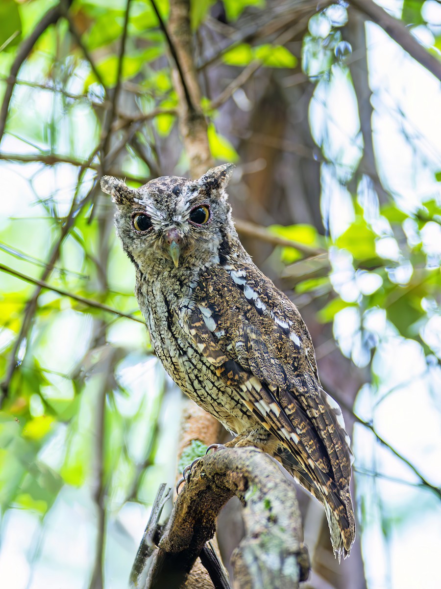 Tropical Screech-Owl - ML646467760