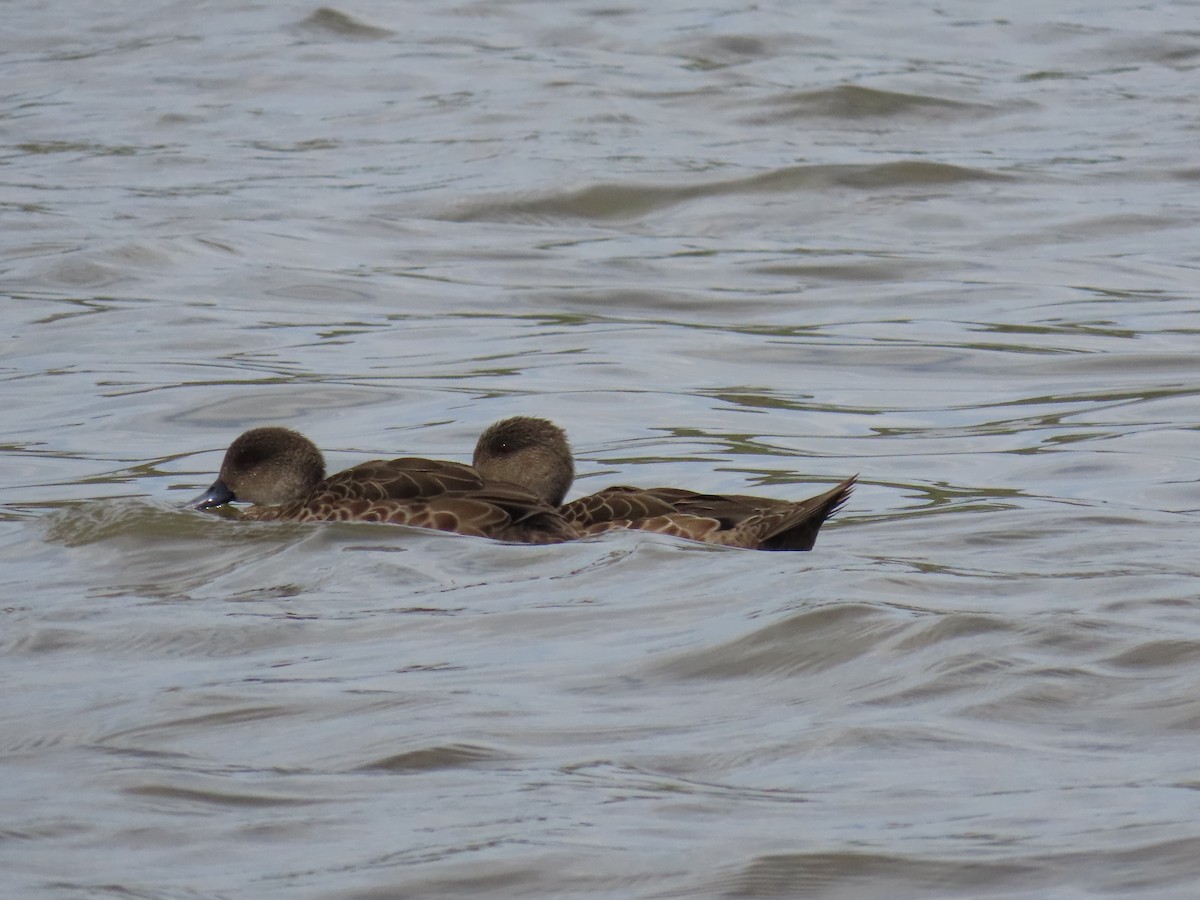 Gray Teal - ML646467764