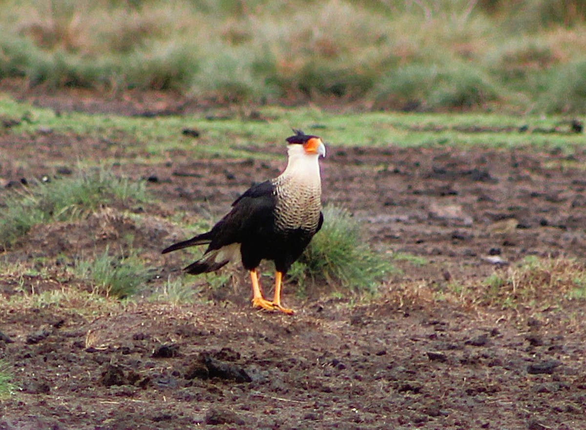 karančo jižní - ML646467766