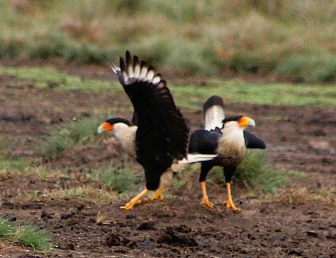 karančo jižní - ML646467767