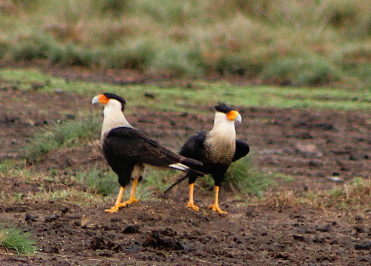 karančo jižní - ML646467768