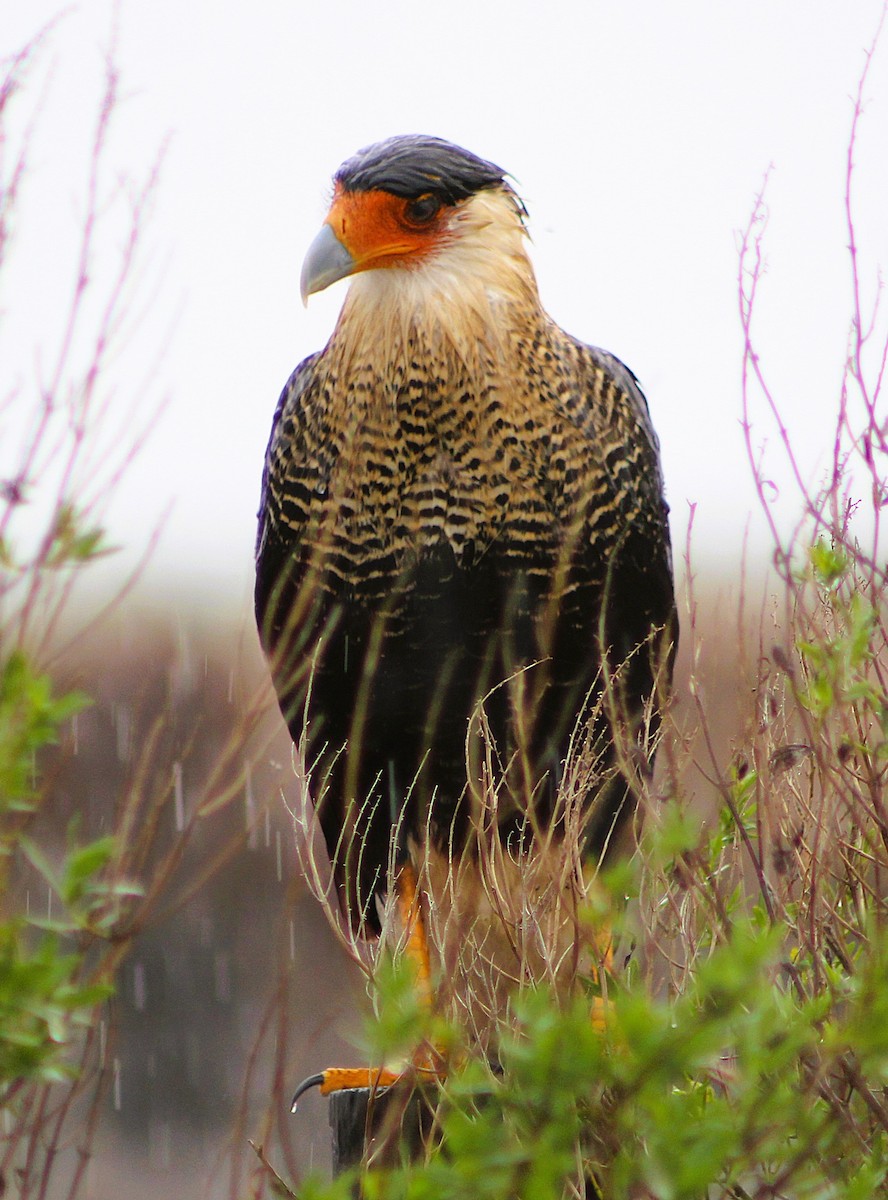 karančo jižní - ML646467769