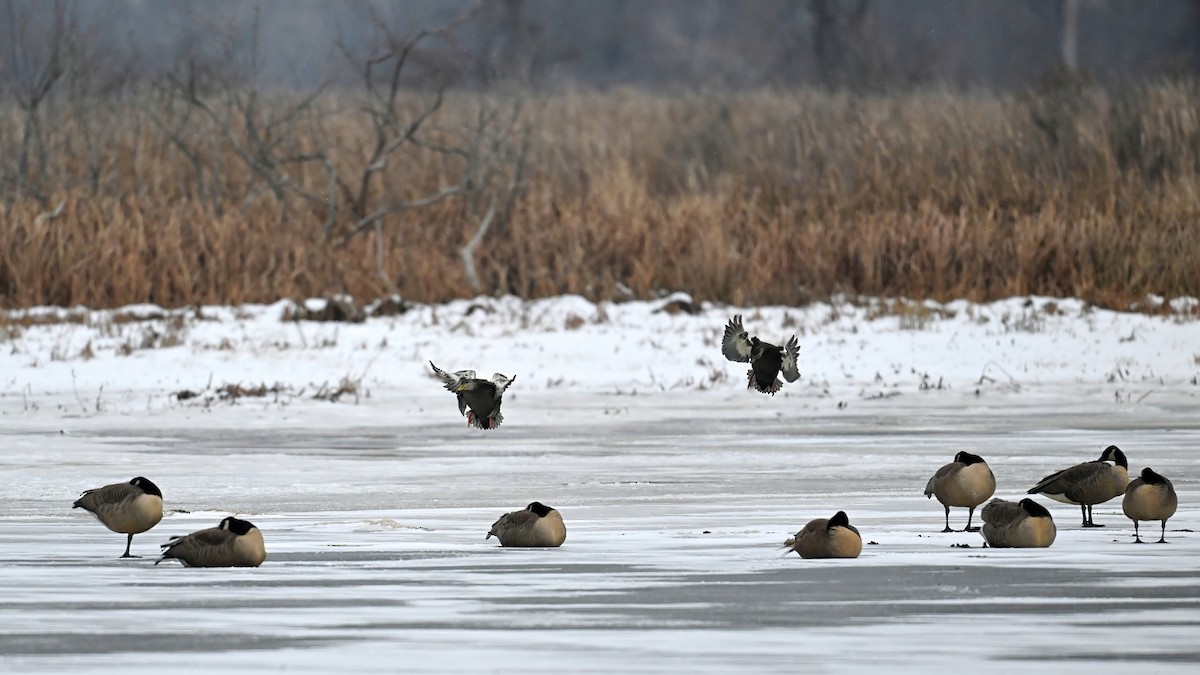 Oca canadese maggiore - ML646467771