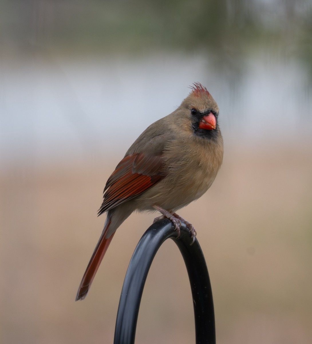 ショウジョウコウカンチョウ - ML646467775