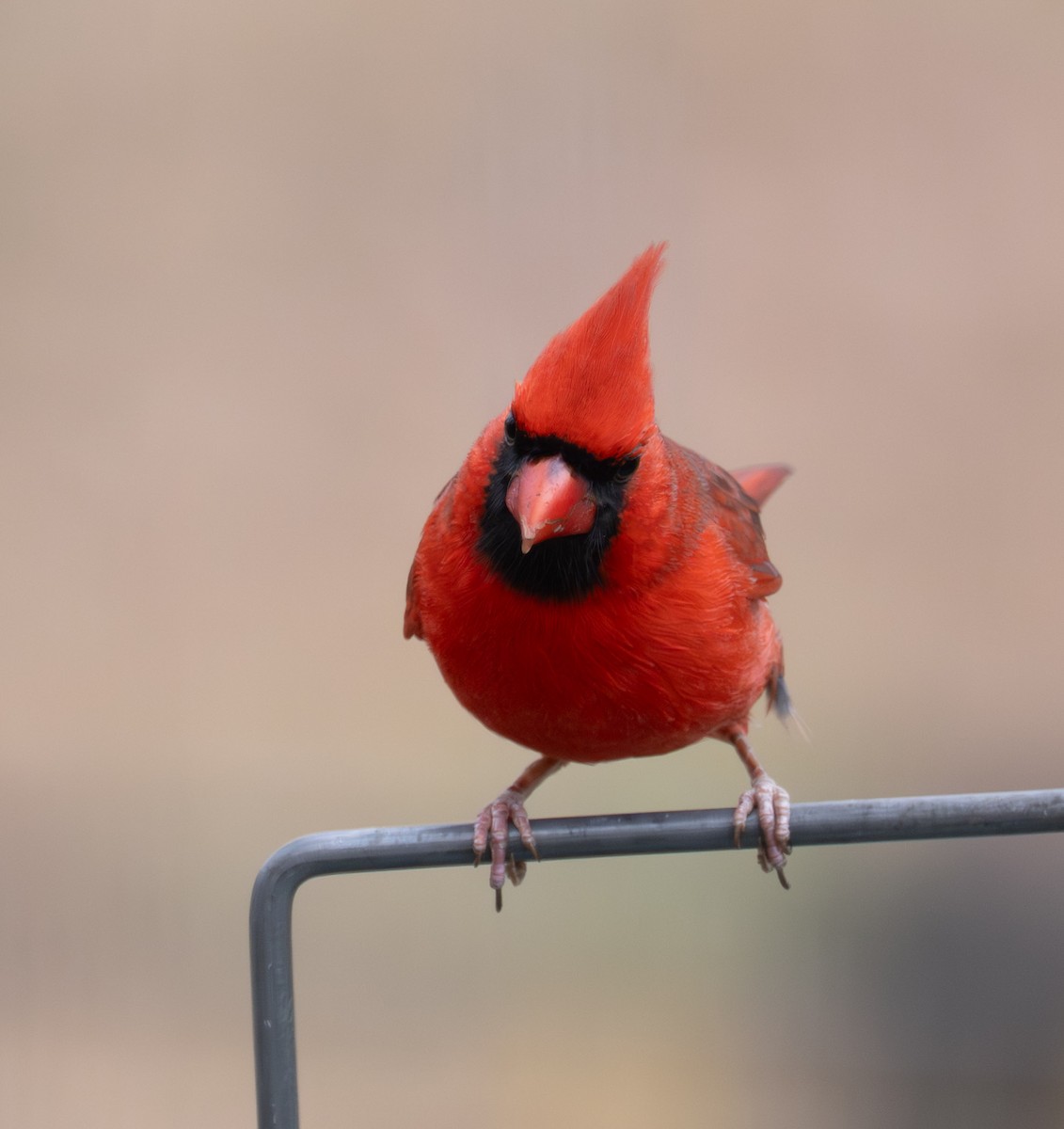 ショウジョウコウカンチョウ - ML646467776