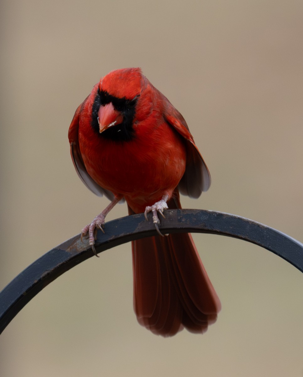 ショウジョウコウカンチョウ - ML646467777