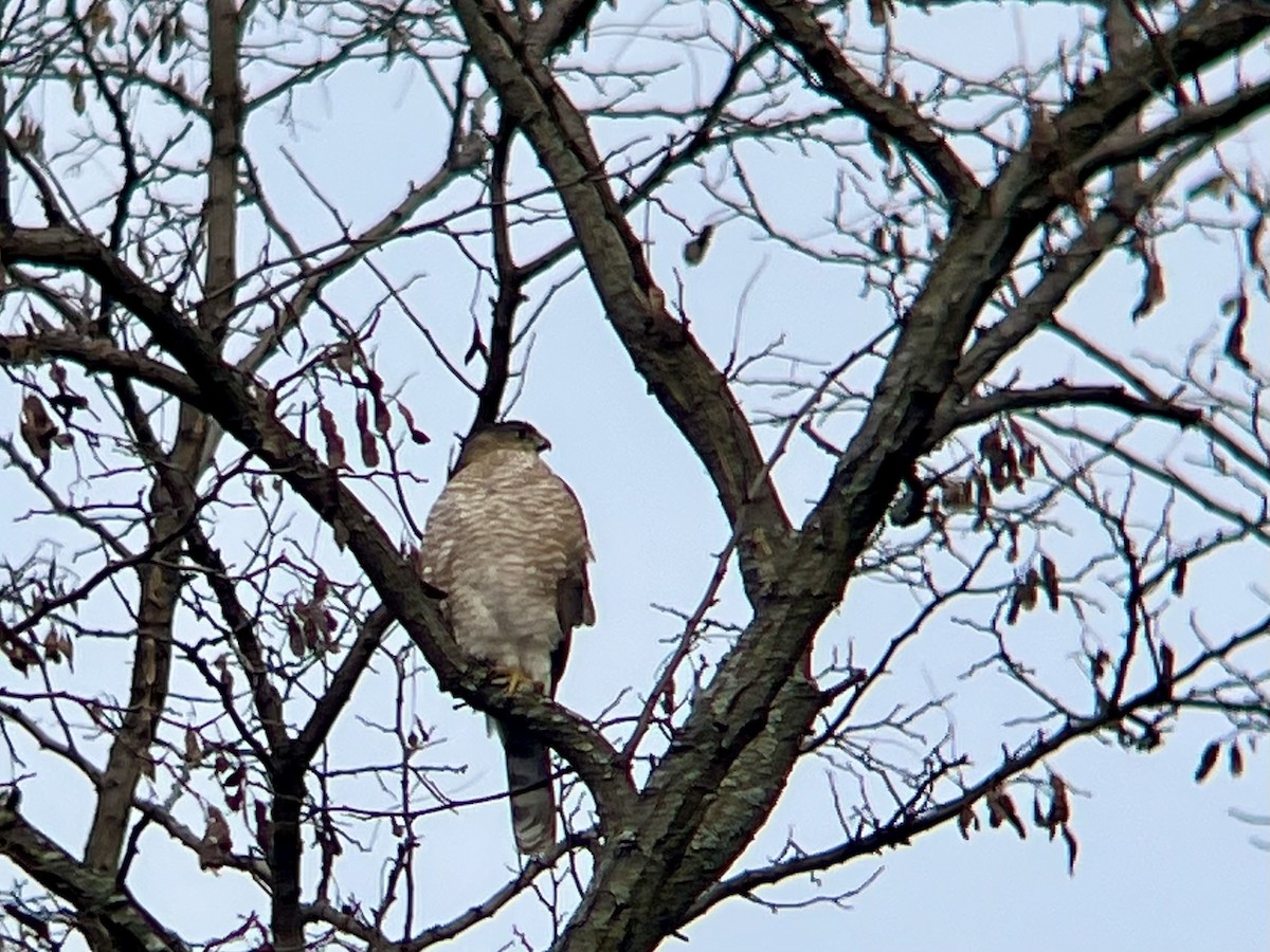 クーパーハイタカ - ML646467778