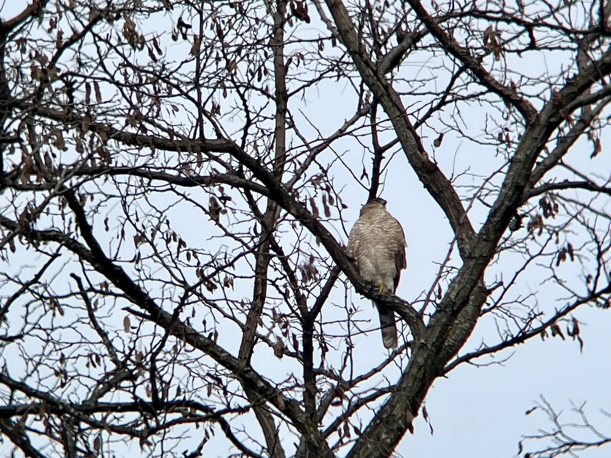 クーパーハイタカ - ML646467779