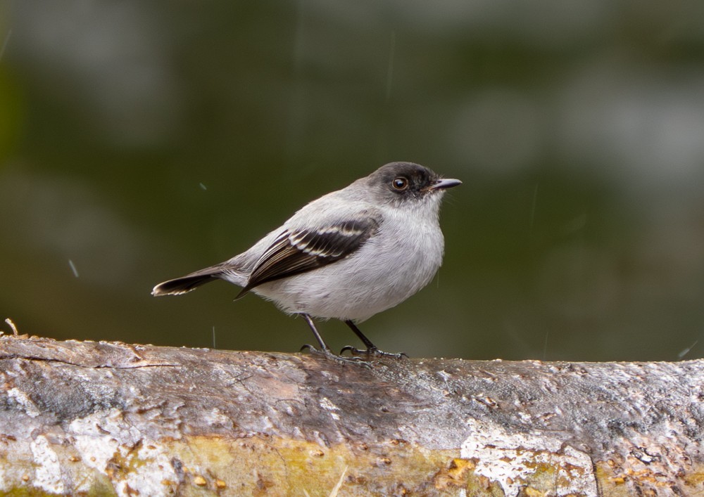 Torrent Tyrannulet - ML646467785