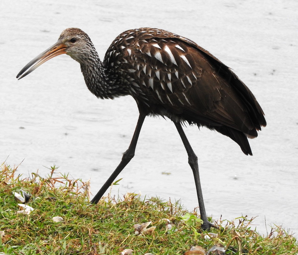 Limpkin - ML646467786