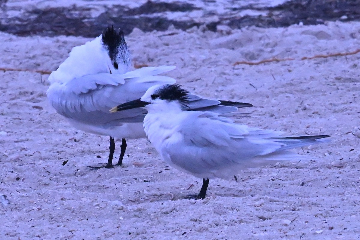 Sandwich Tern - ML646467788